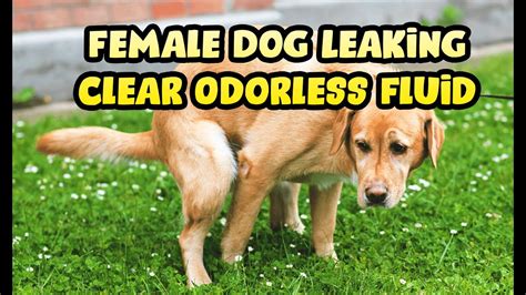 why is my dog leaking fluid|Female Dog Leaking Clear Fluid: Causes and Solutions